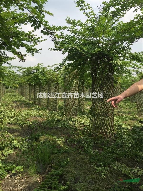 四川各種編織紫薇 紫薇花瓶 紫薇亭子 古奇特紫薇