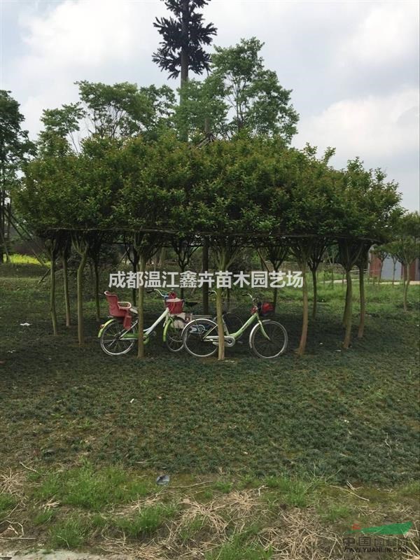 四川各種編織紫薇 紫薇花瓶 紫薇亭子 古奇特紫薇