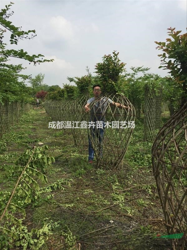 四川成都各種編織紫薇 紫薇花瓶 