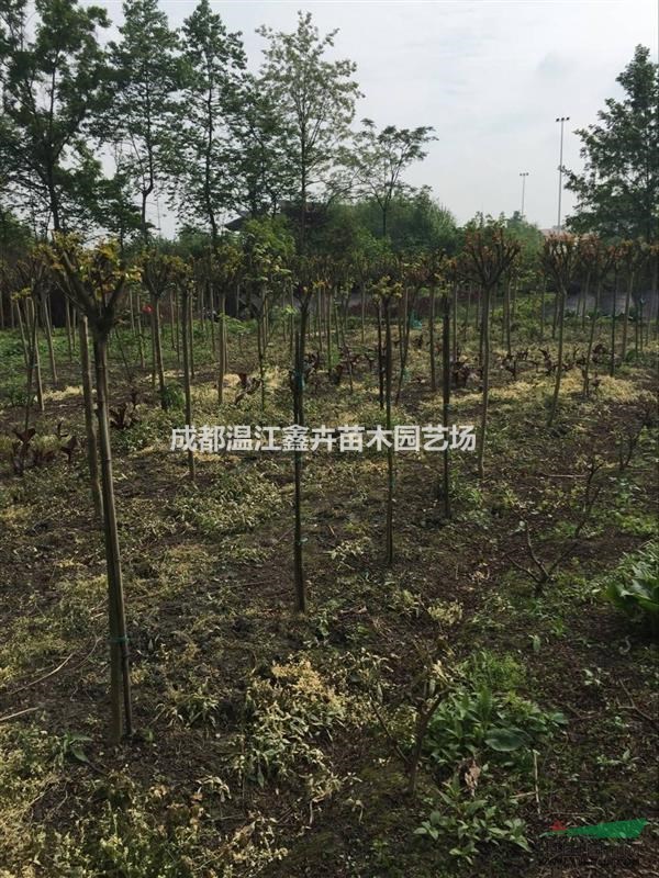 四川成都各種編織紫薇 紫薇花瓶 紫薇亭子 古奇特紫薇