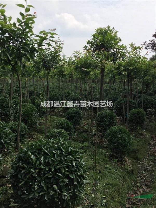 四川地區(qū)供應(yīng) 10-150cm精品萬年青球