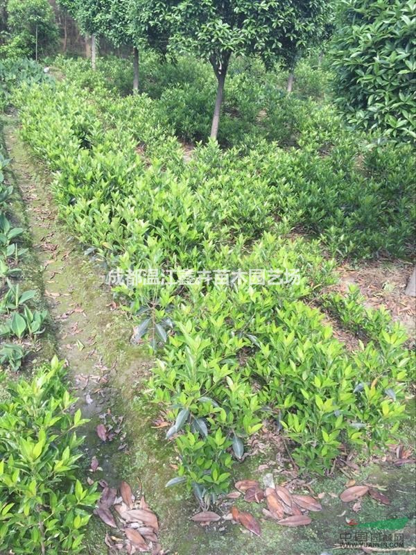 四川成都地區(qū) 10-500cm冬青