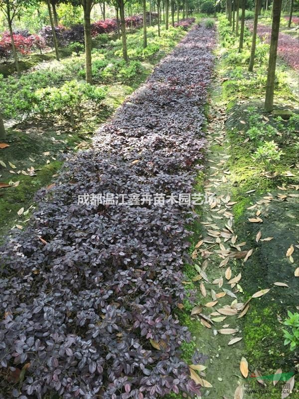 四川成都供應(yīng)10-40高紅繼木苗