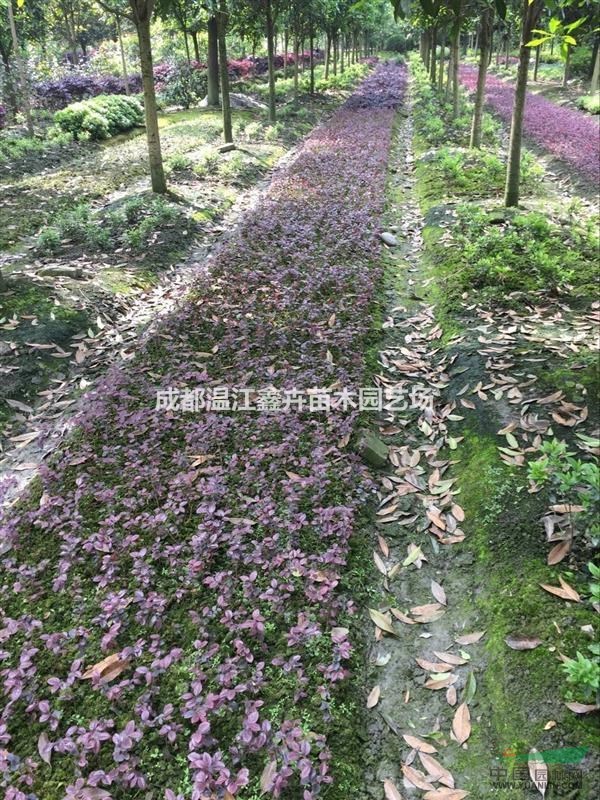 四川成都供應(yīng)10-40高紅繼木苗