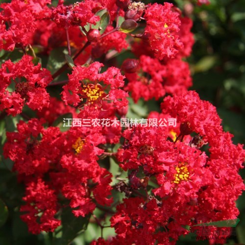 紫薇的栽培技術(shù) 美國紅火箭紫薇原產(chǎn)地全國唯一純正紅火箭紫薇
