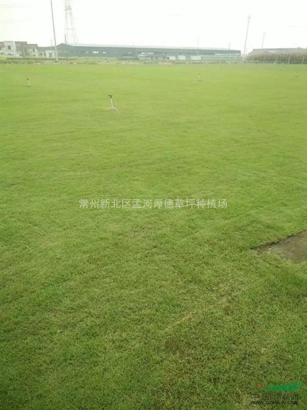江蘇常州地區(qū)供應(yīng)沙培混播黑麥草，百慕大