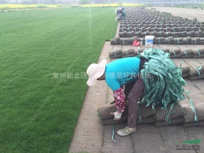 江蘇常州地區(qū)供應(yīng)沙培混播黑麥草，百慕大