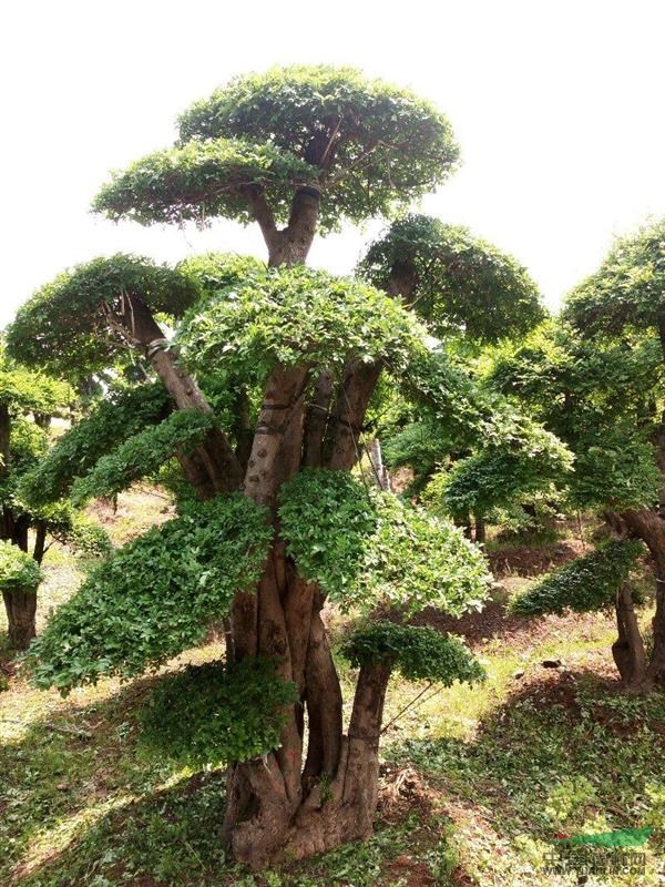 湖北。京山。供應(yīng)對(duì)節(jié)白臘。