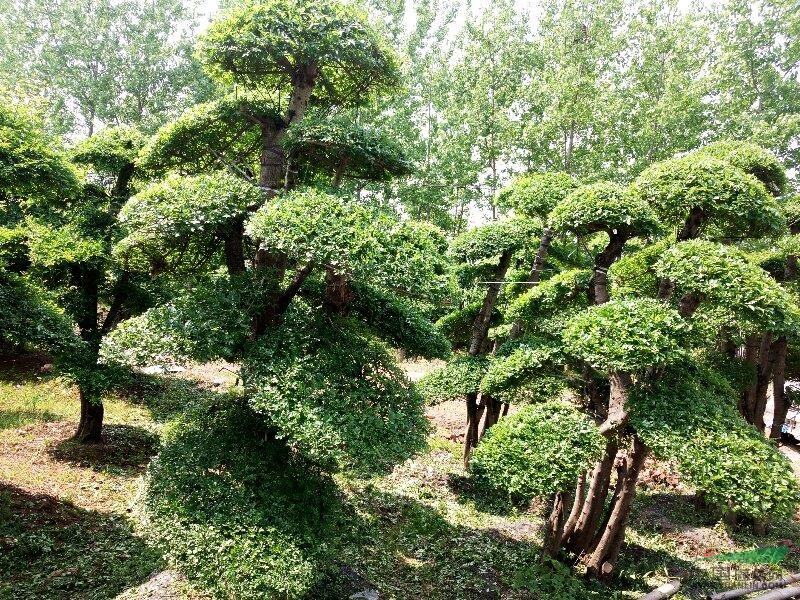 湖北。京山。供應(yīng)對(duì)節(jié)白臘。