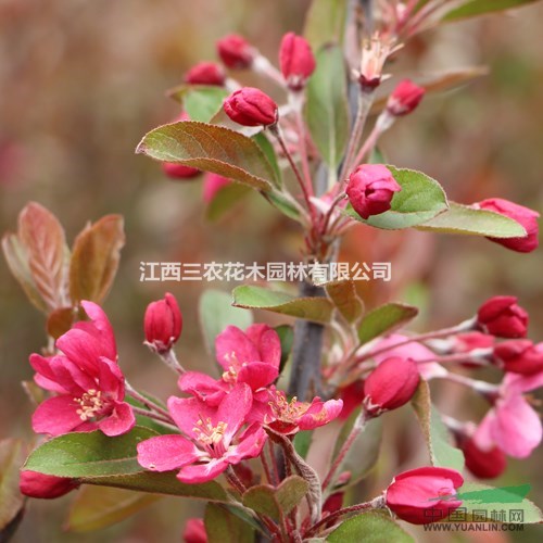 海棠花繁殖栽培技術(shù) 絢麗海棠小苗 絢麗海棠新品種