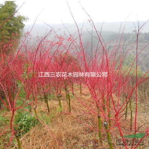 日本紅楓種植技術(shù) 日本紅楓（赤桿楓）小苗供應(yīng) 紅楓小苗