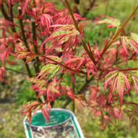 日本紅楓種植技術(shù) 日本紅楓哪里*多？江西三農(nóng)200*基地