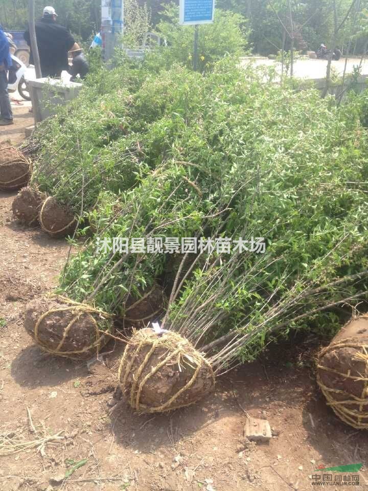 最新榆叶梅丛生价格，榆叶梅丛生基地报价，