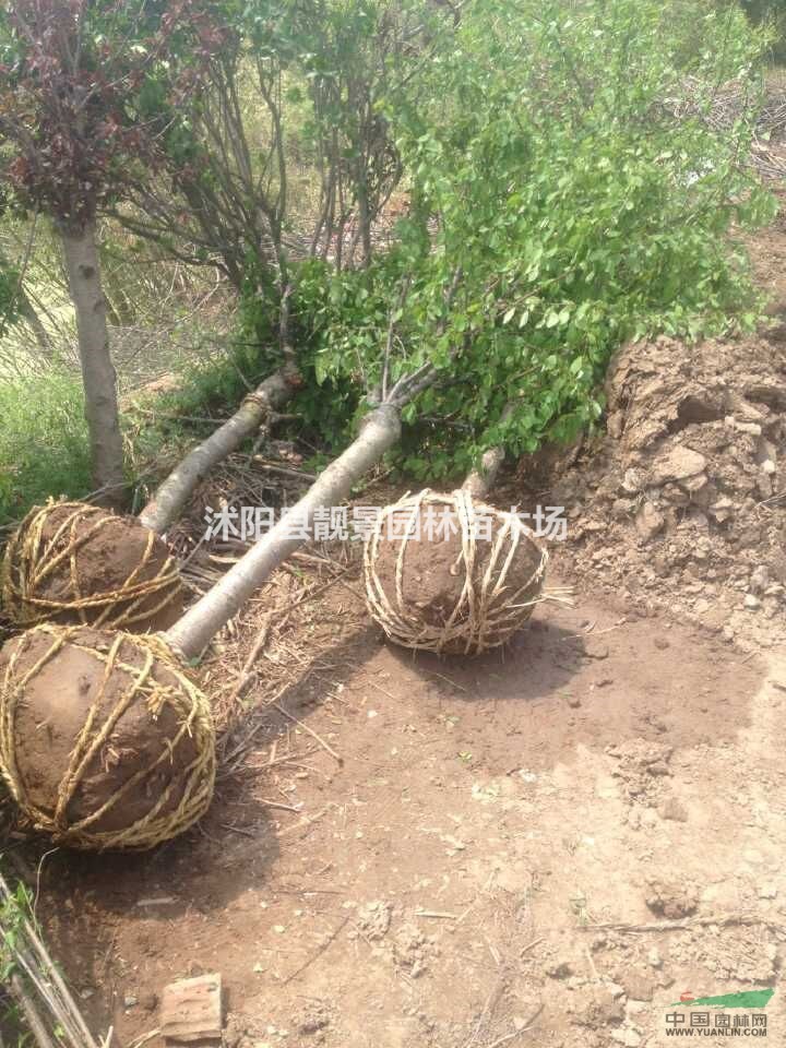 江苏榆叶梅基地，榆叶梅图片，榆叶梅供应商
