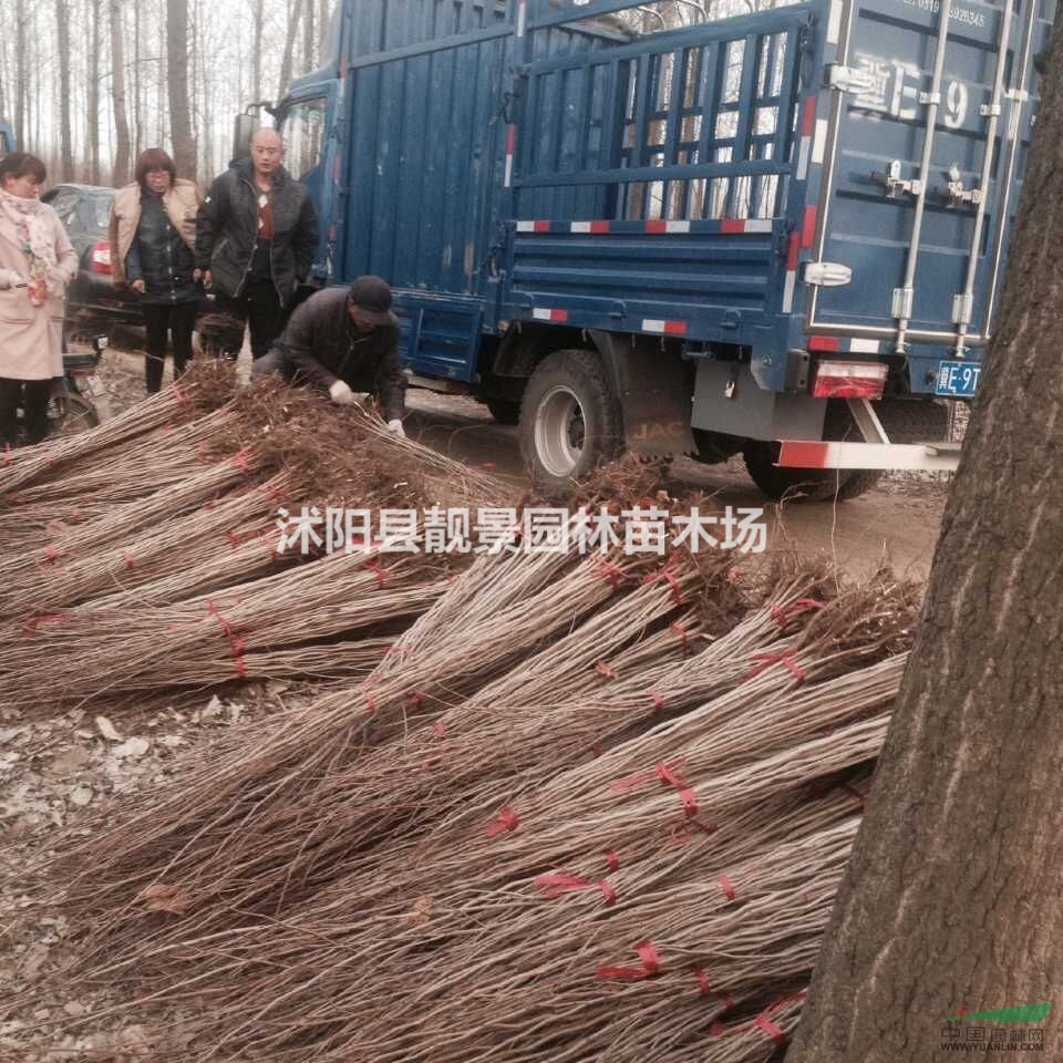紫荆苗报价，苗圃种植紫荆苗，巨紫荆江苏供应 紫荆种子