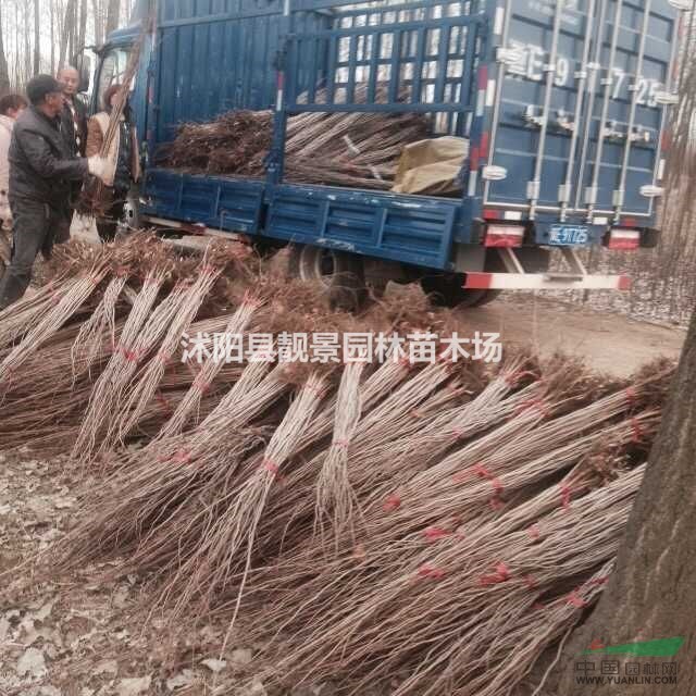 紫荆苗报价，苗圃种植紫荆苗，巨紫荆江苏供应 紫荆种子