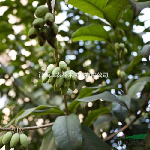 桂花栽培技術(shù)要點 江西三農(nóng)200畝桂花小苗供應(yīng)基地 小苗批發(fā)