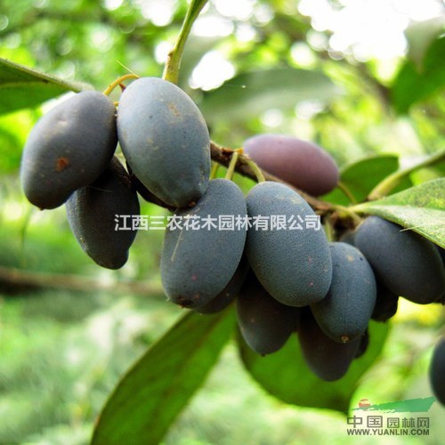 桂花栽培技術(shù)要點 江西三農(nóng)200畝桂花小苗供應(yīng)基地 小苗批發(fā)