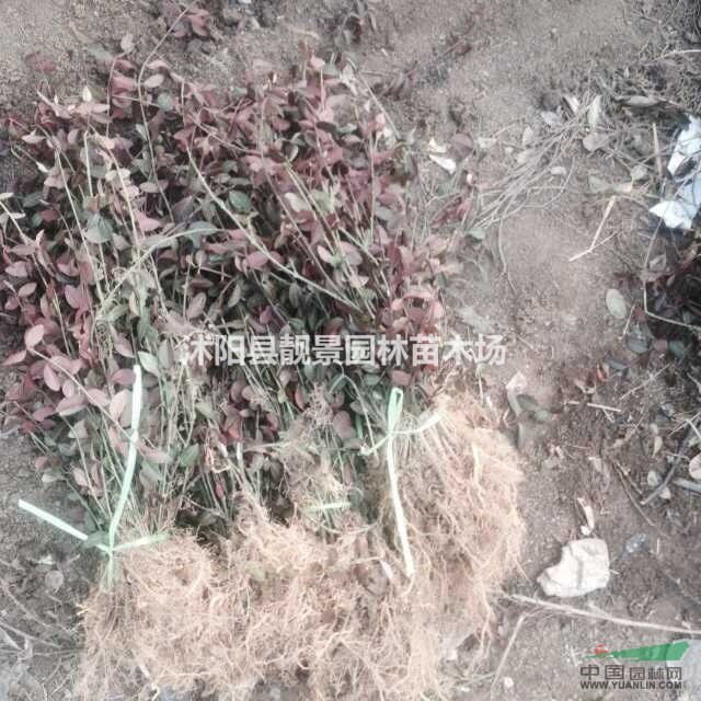 小叶扶芳藤50公分高价格 小叶扶芳藤苗基地报价