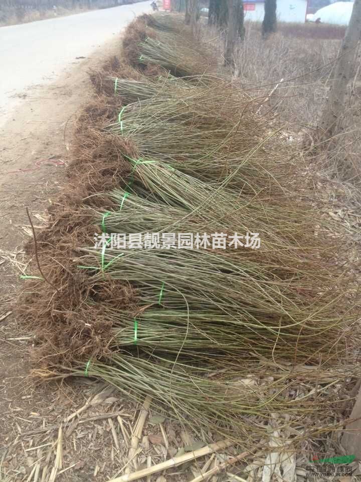 连翘3-5分支报价,连翘丛生基地批发,连翘江苏批发