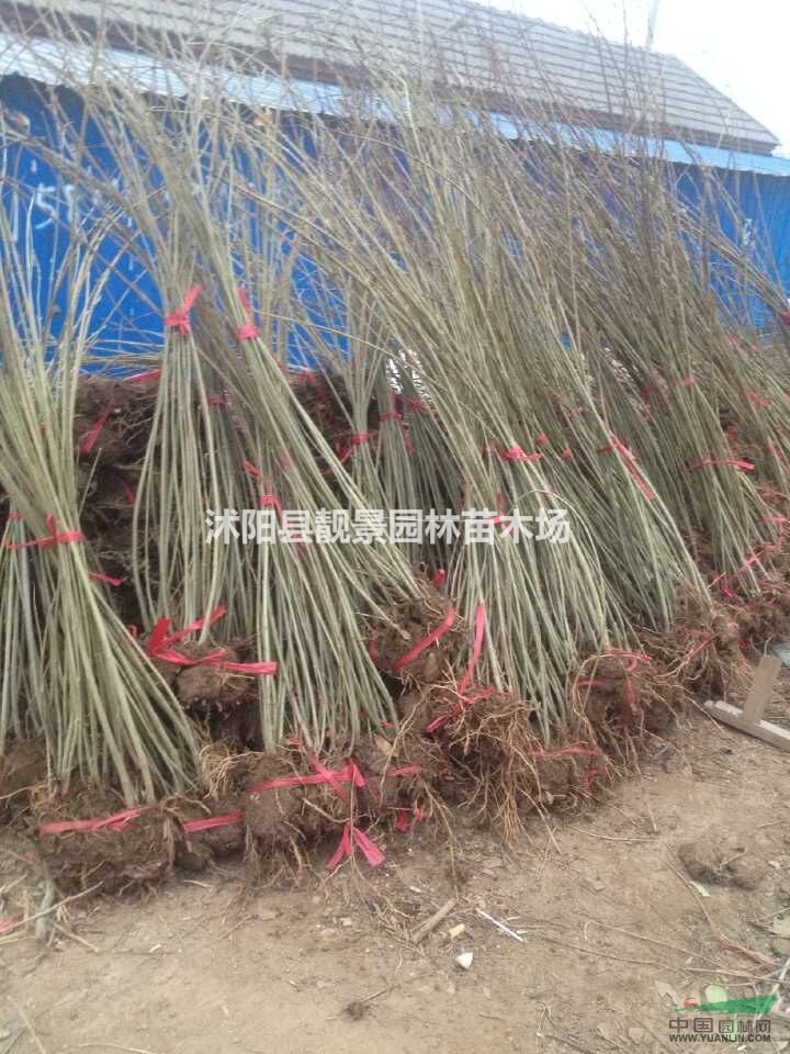 连翘3-5分支报价,连翘丛生基地批发,连翘江苏批发