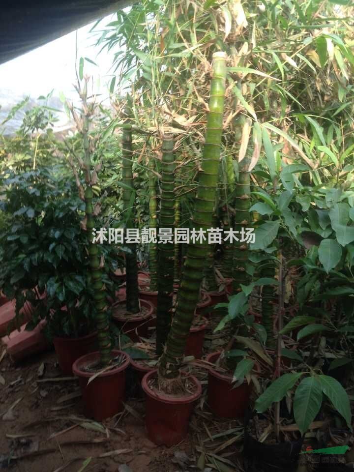 佛肚竹盆景价格，佛肚竹基地，佛肚竹5公分供应商