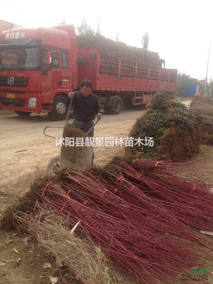 江苏红瑞木70公分价格 红瑞木种植绿篱 红瑞木苗供应商