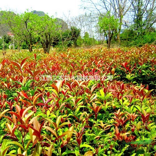 桂花栽培技術要點 中華龍桂 江西三農金葉銀杏小苗供應