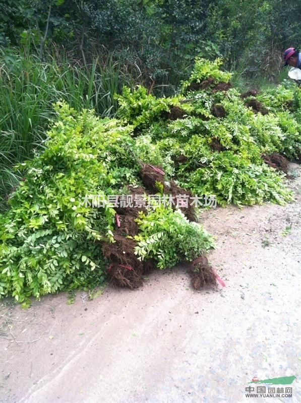 金叶女贞50公分价格，金叶女贞球，金叶女贞二年生