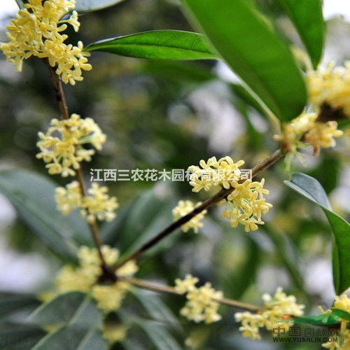 桂花栽培技術(shù)要點(diǎn) 江西桂花小苗選三農(nóng) 精品小苗采購