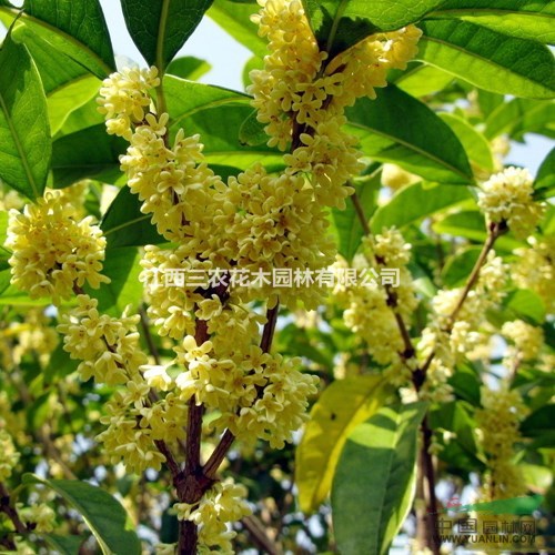 桂花栽培技術(shù)要點(diǎn) 江西桂花小苗選三農(nóng) 精品小苗采購