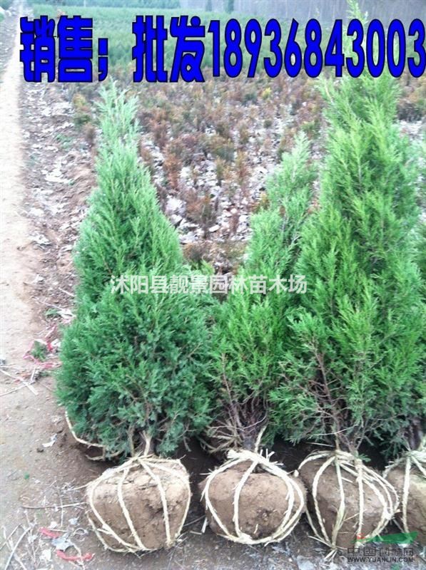 蜀桧基地 蜀桧最新报价 江苏蜀桧工程苗