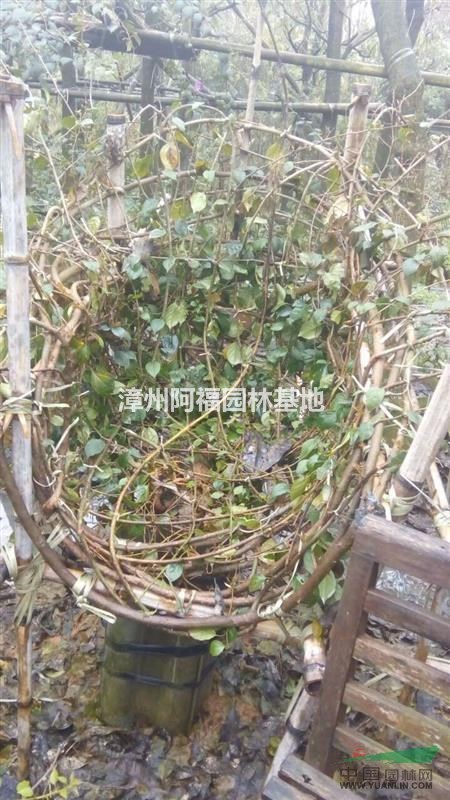 造型三角梅