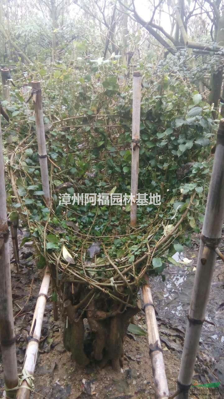 造型三角梅