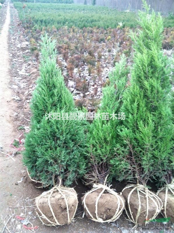 塔柏1.8米高 塔柏种植苗圃 绿化工程苗塔柏