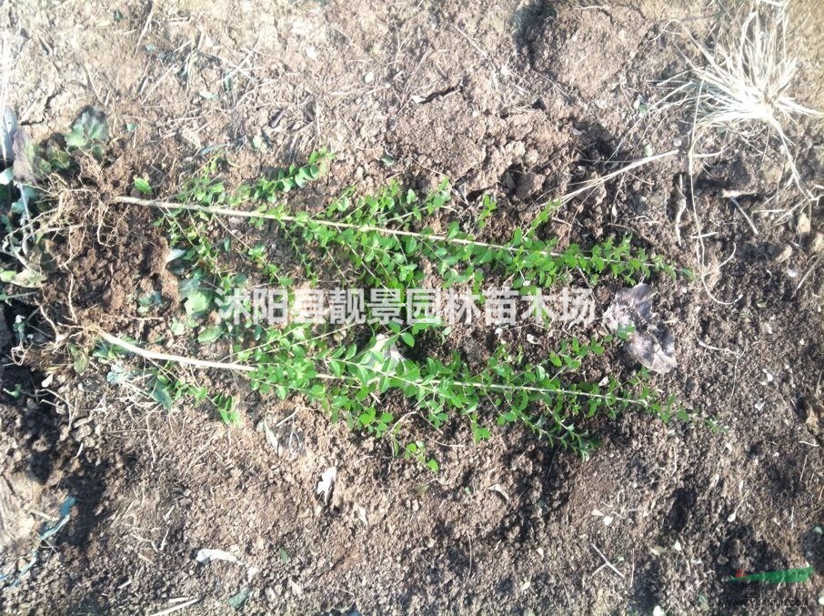 小叶女贞苗价格，小叶女贞种植方法介绍，小叶女贞图片