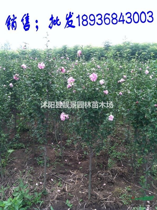 木槿新价格，重瓣木槿基地报价，木槿供应商