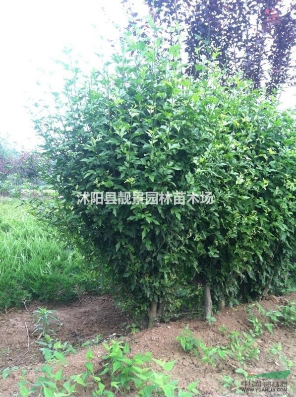 木槿新价格，重瓣木槿基地报价，木槿供应商