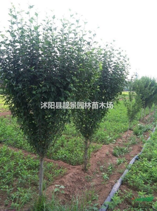 木槿苗价格，木槿（重瓣多花色）.木槿基地/木槿图片