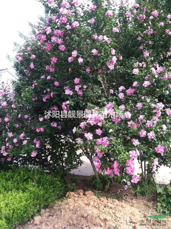 江苏沭阳木槿价格，木槿批发，新木槿报价