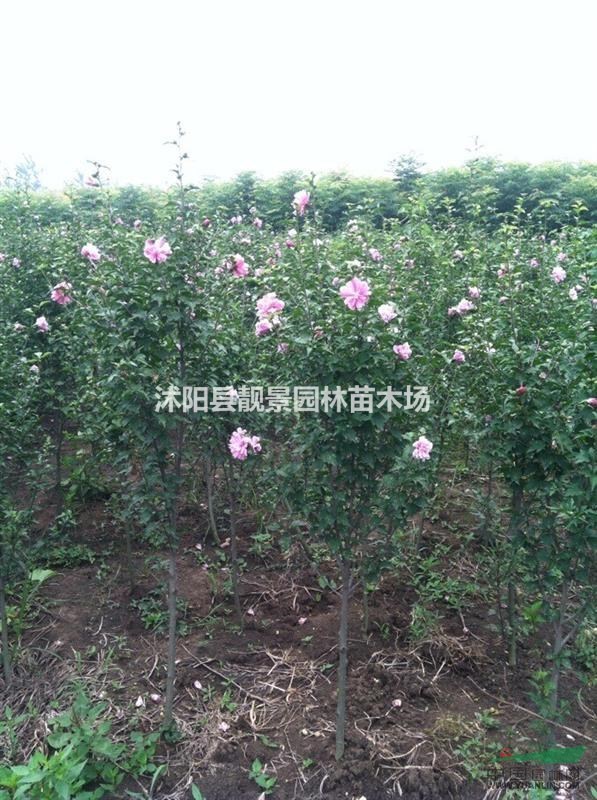 江苏木槿小苗价格，木槿图片，红花木槿供应