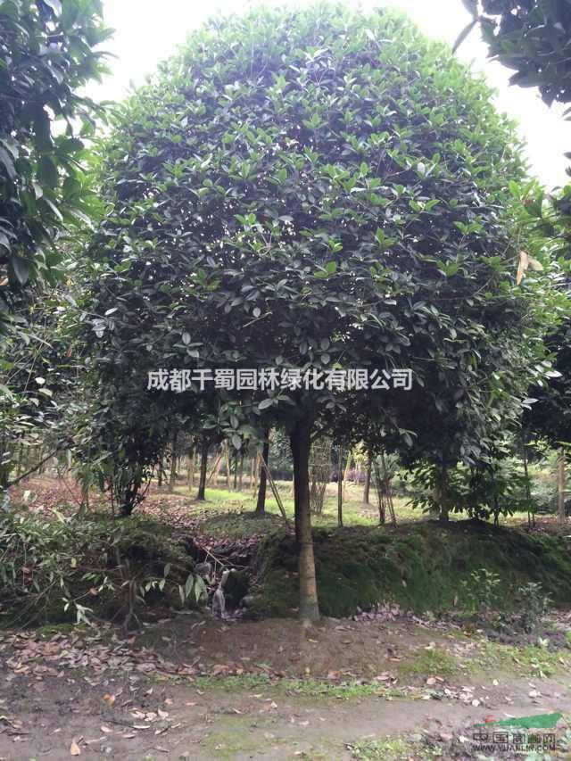 八月桂基地 綠化工程苗批發(fā) 量大從優(yōu) 最新最低價(jià)