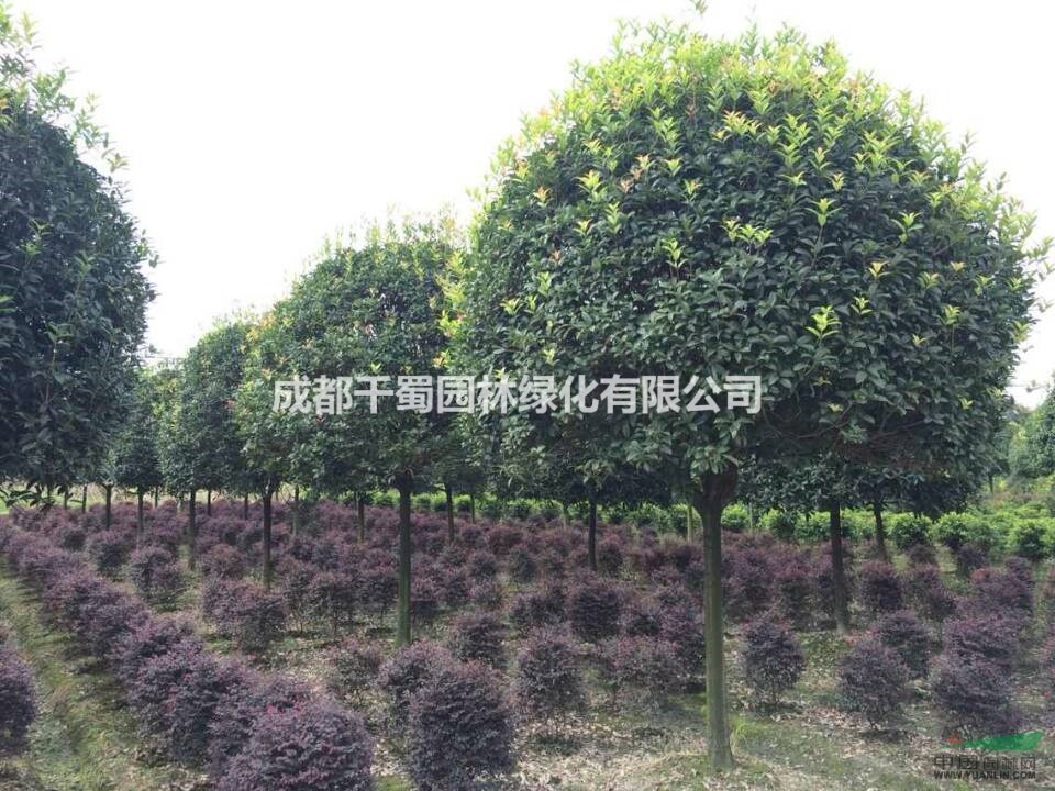 八月桂基地 綠化工程苗批發(fā) 量大從優(yōu) 最新最低價(jià)