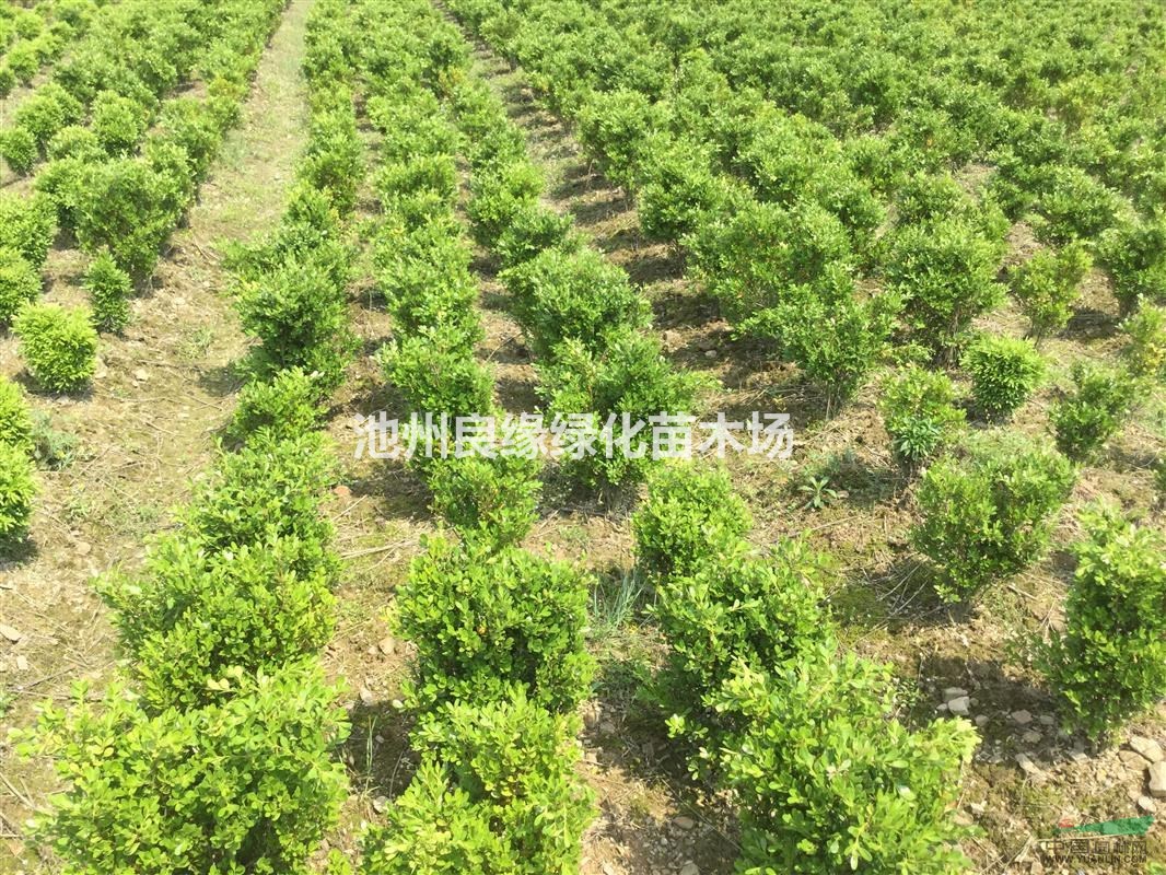 瓜子黃楊 瓜子黃楊球  P30-60瓜子黃楊