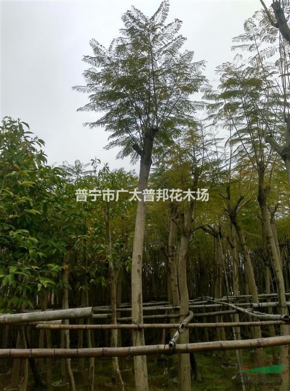 藍花楹8一12cm袋苗