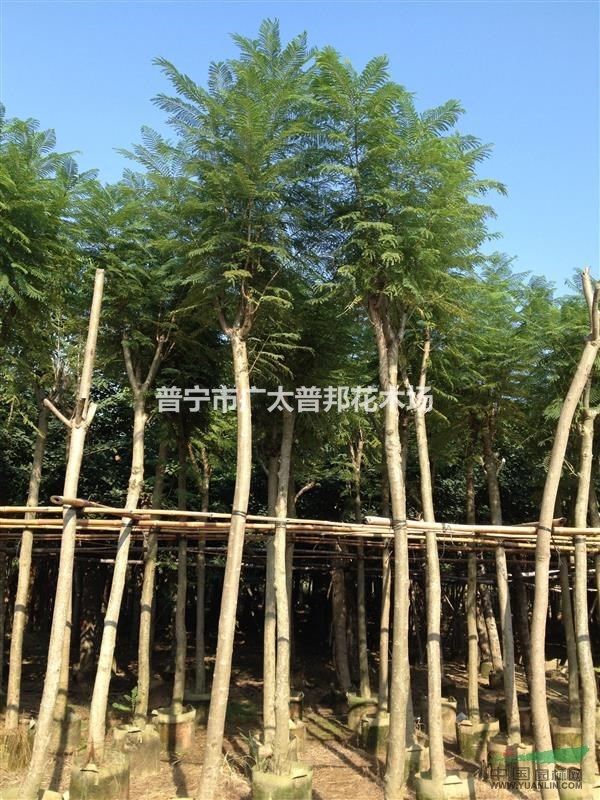 藍花楹8一12cm袋苗