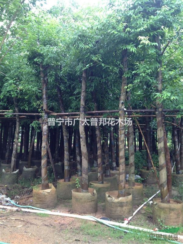 天竺桂10一12cm袋苗