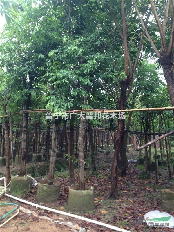 天竺桂10一12cm袋苗