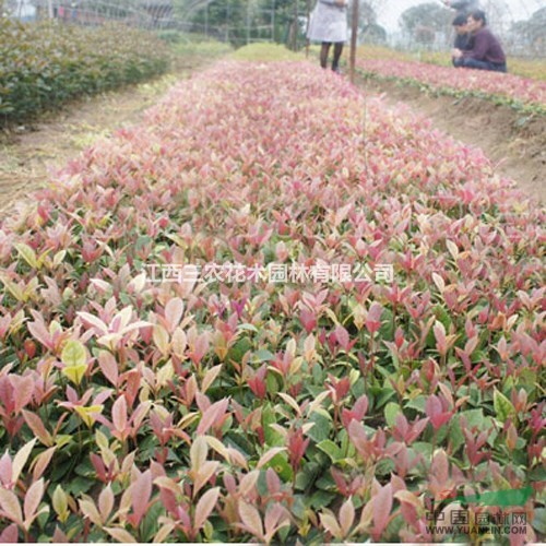 如何打造萬點(diǎn)黃金，幽香聞十里的桂花之都？ 八月金桂批發(fā)