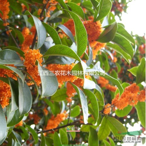 如何打造萬點(diǎn)黃金，幽香聞十里的桂花之都？ 八月金桂批發(fā)
